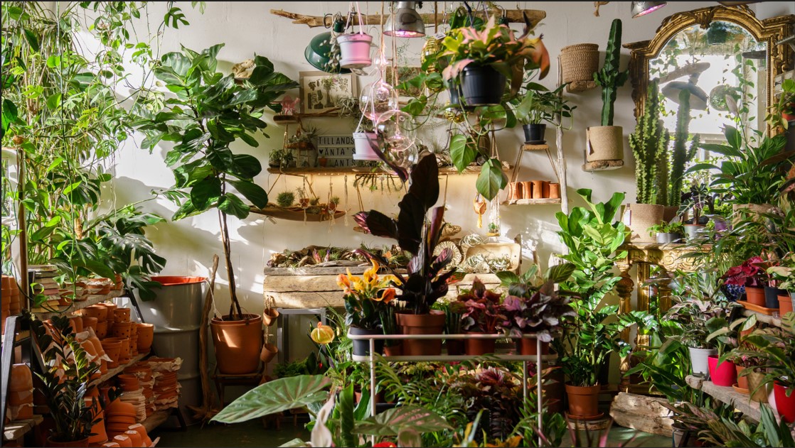 les plantes et les enfants