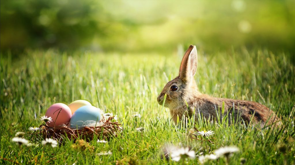 histoire du lapin de pâques